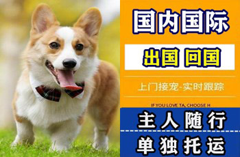 阳泉市宠物托运公司阳泉市宠物托运公司阳泉市宠物托运公司