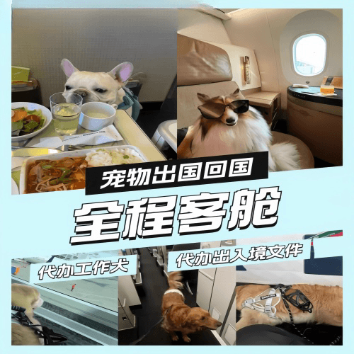 阳泉市宠物托运到白俄罗斯宠物入境规定和要求